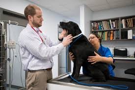 Avondale Animal Hospital